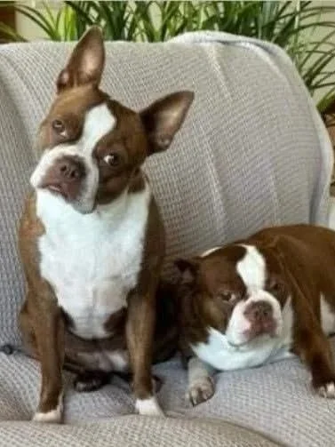 Two red and white boston terriers on a couch