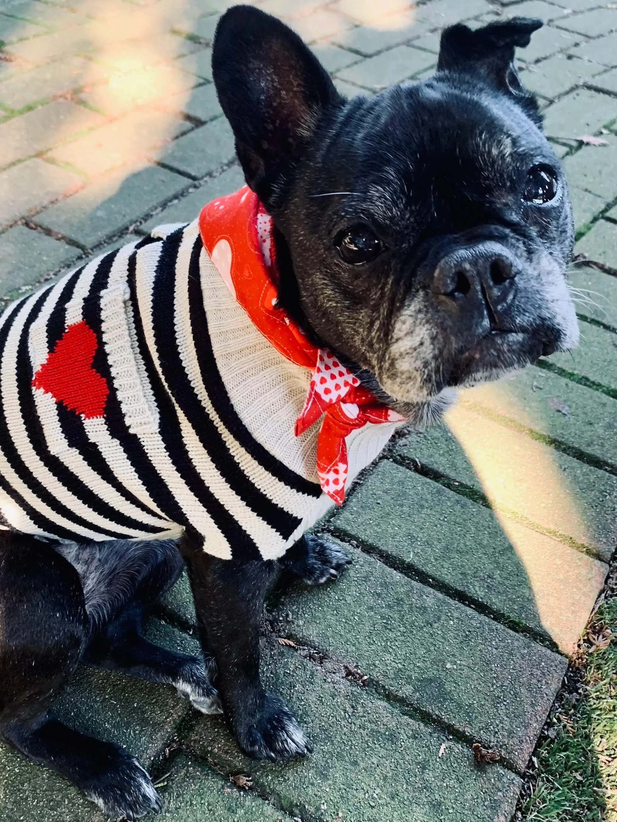 Black boston terrier frenchie mix wearing a white and navy striped sweater