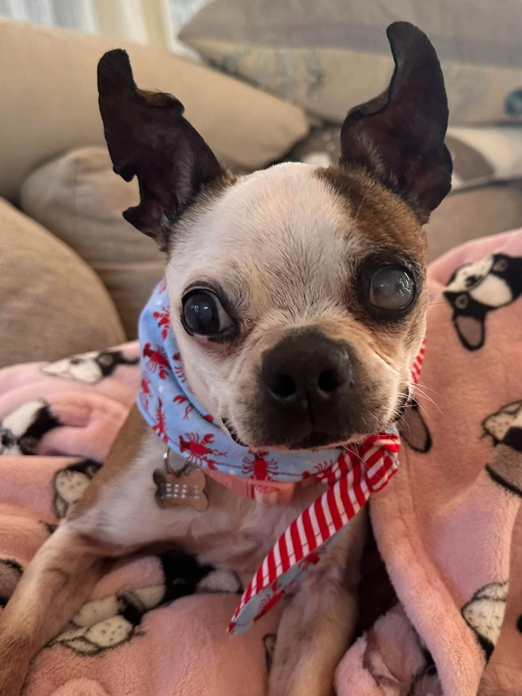 Boston chihuahua mix with a lobster print bandana