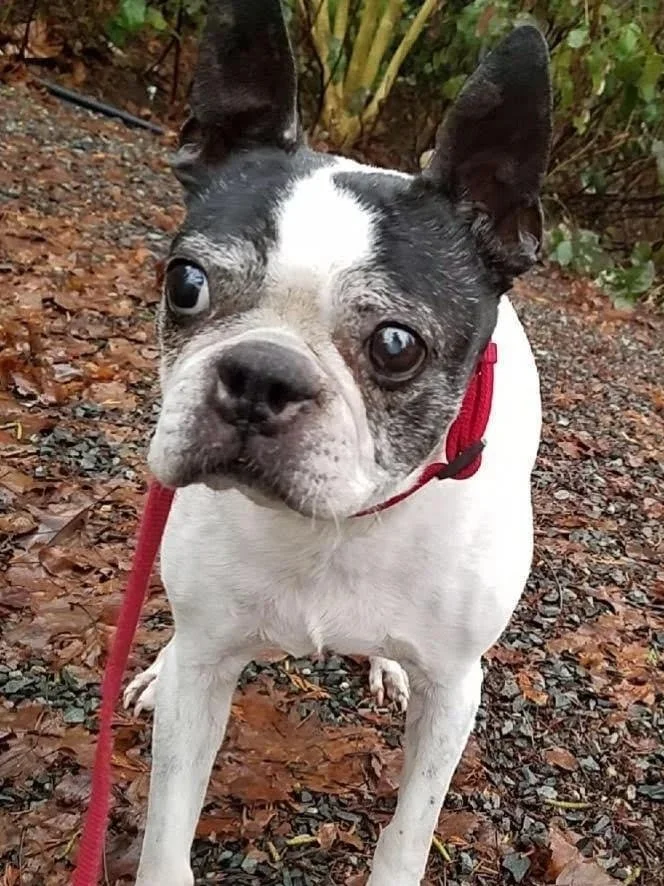 Black and white boston terrier with a red collar and leash