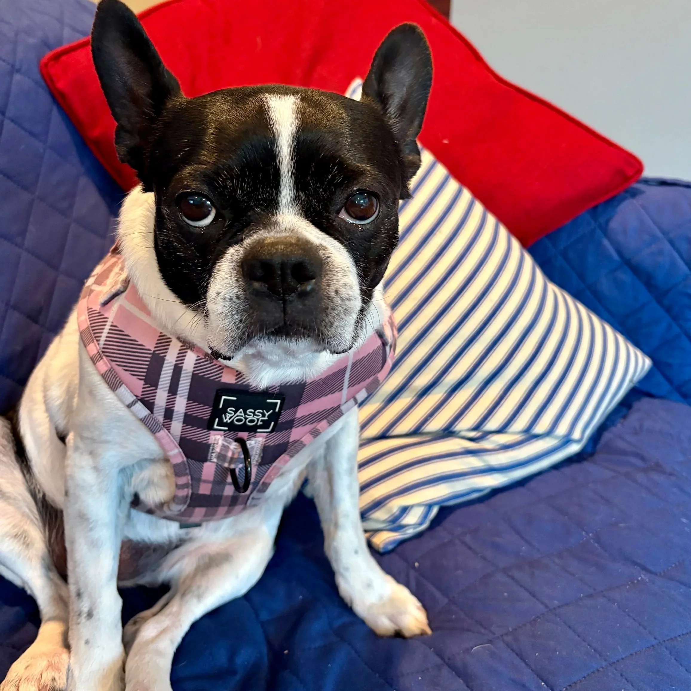 Female frenchton boston frenchie mix in a plaid harness