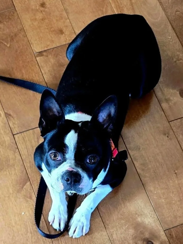 Black and white boston terrier laying on a wood floor