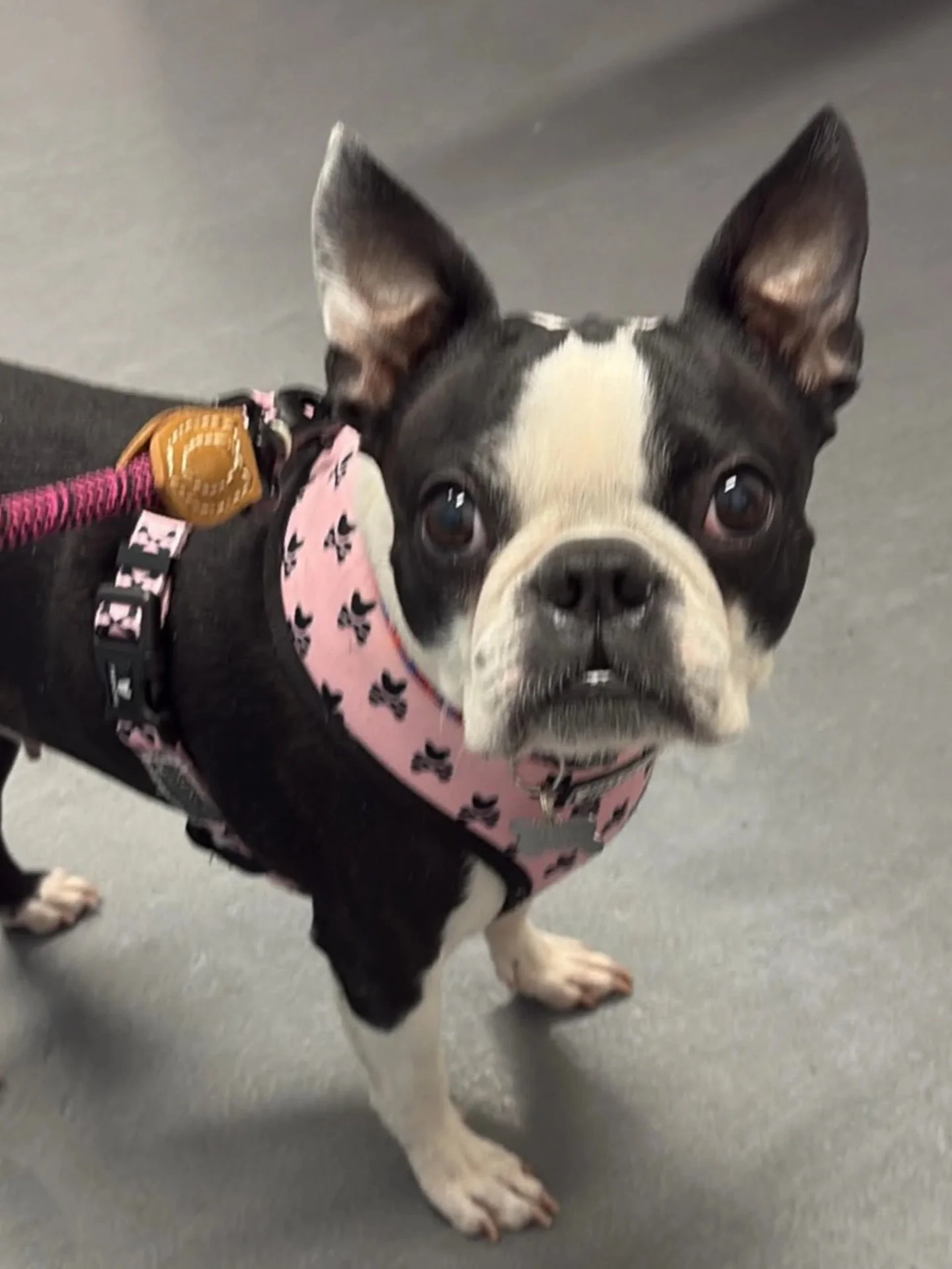 Black and white boston terrier in a pink harness