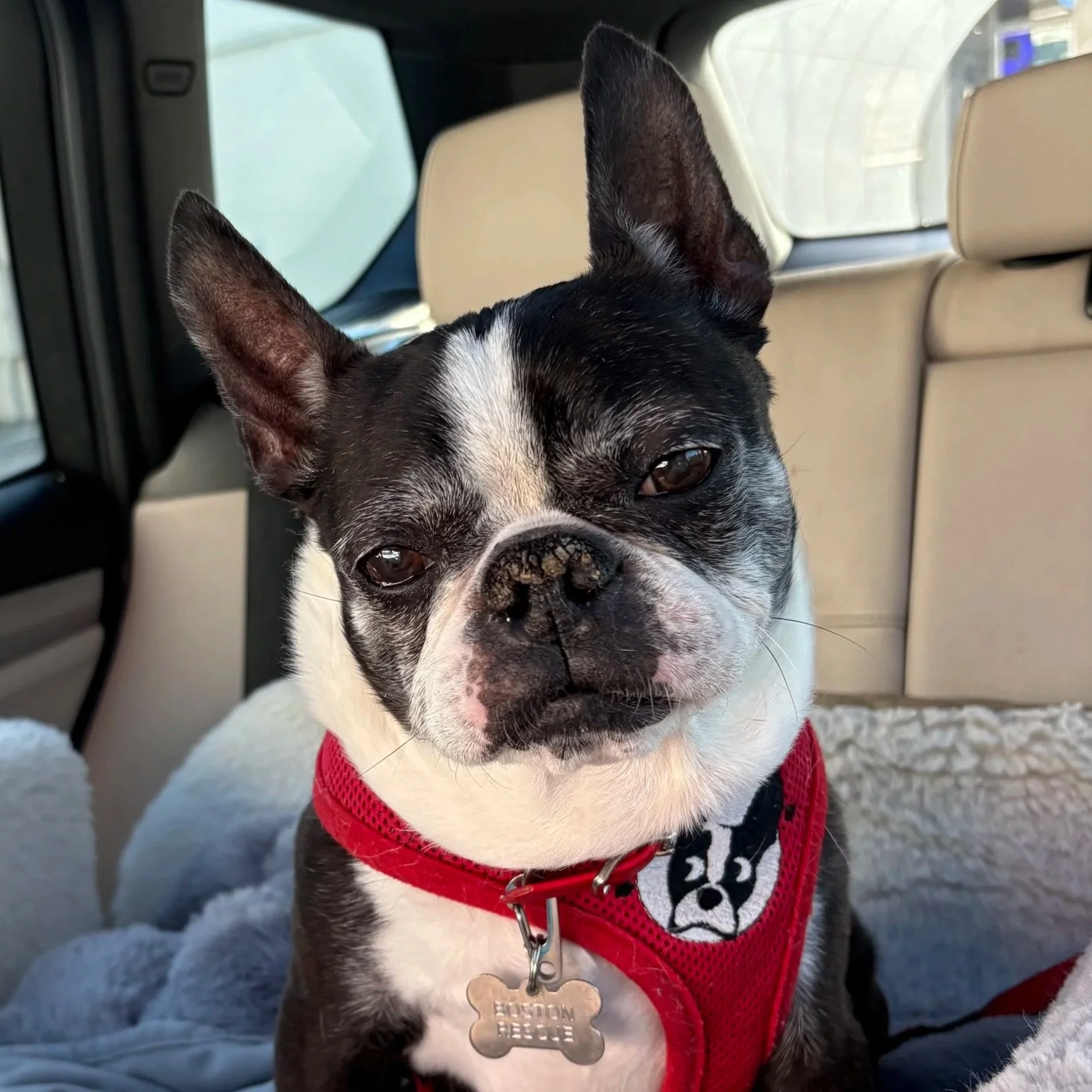 Boston Terrier in red harness with a boston terrier on it, in a car looking at the camera