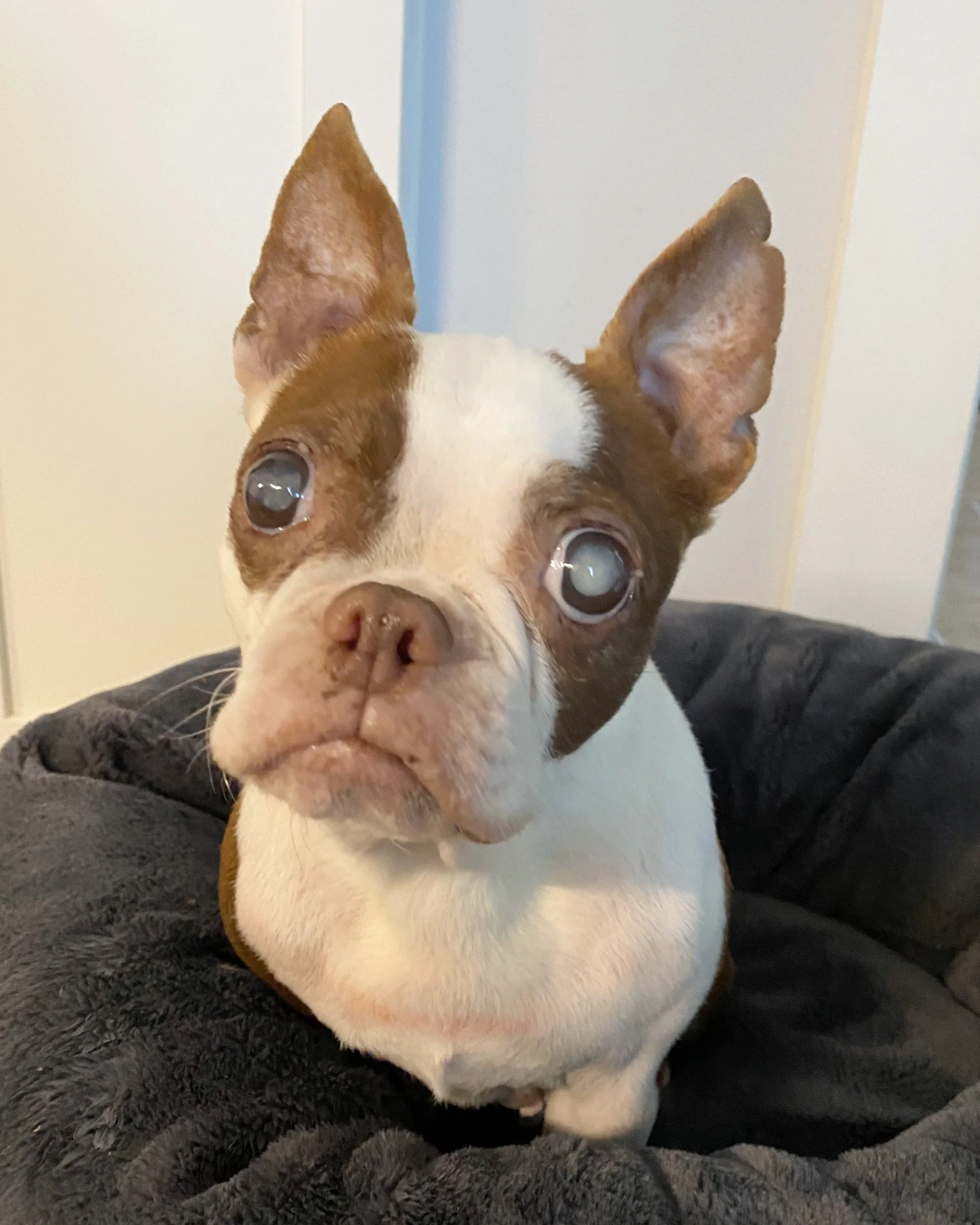 Red and white boston terrier, blind with cloudy eyes