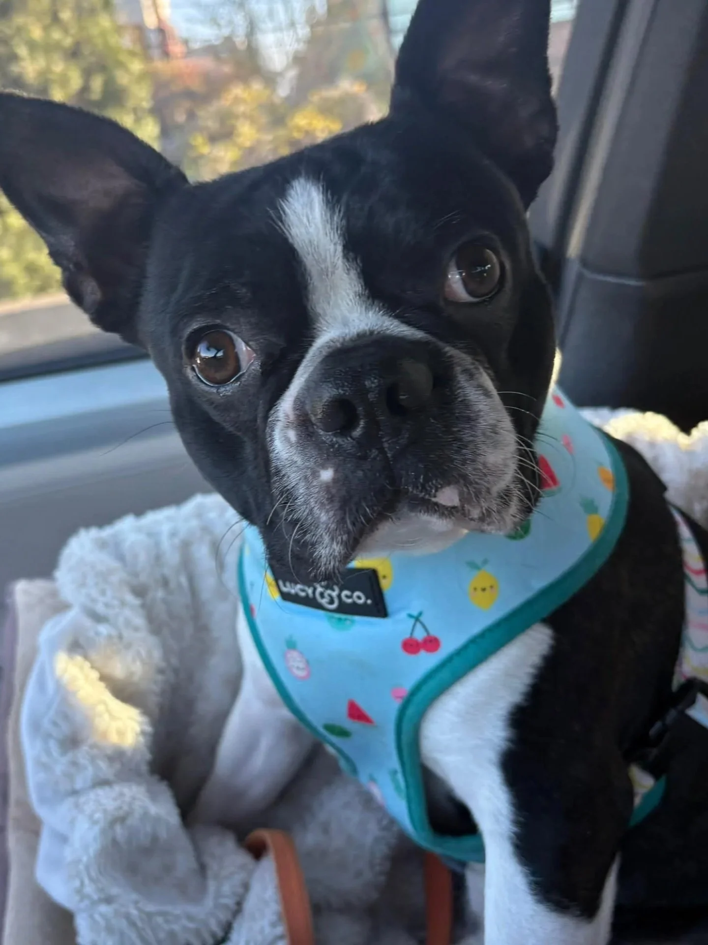 Black and white boston terrier in a fruit printed lucy & Co harness