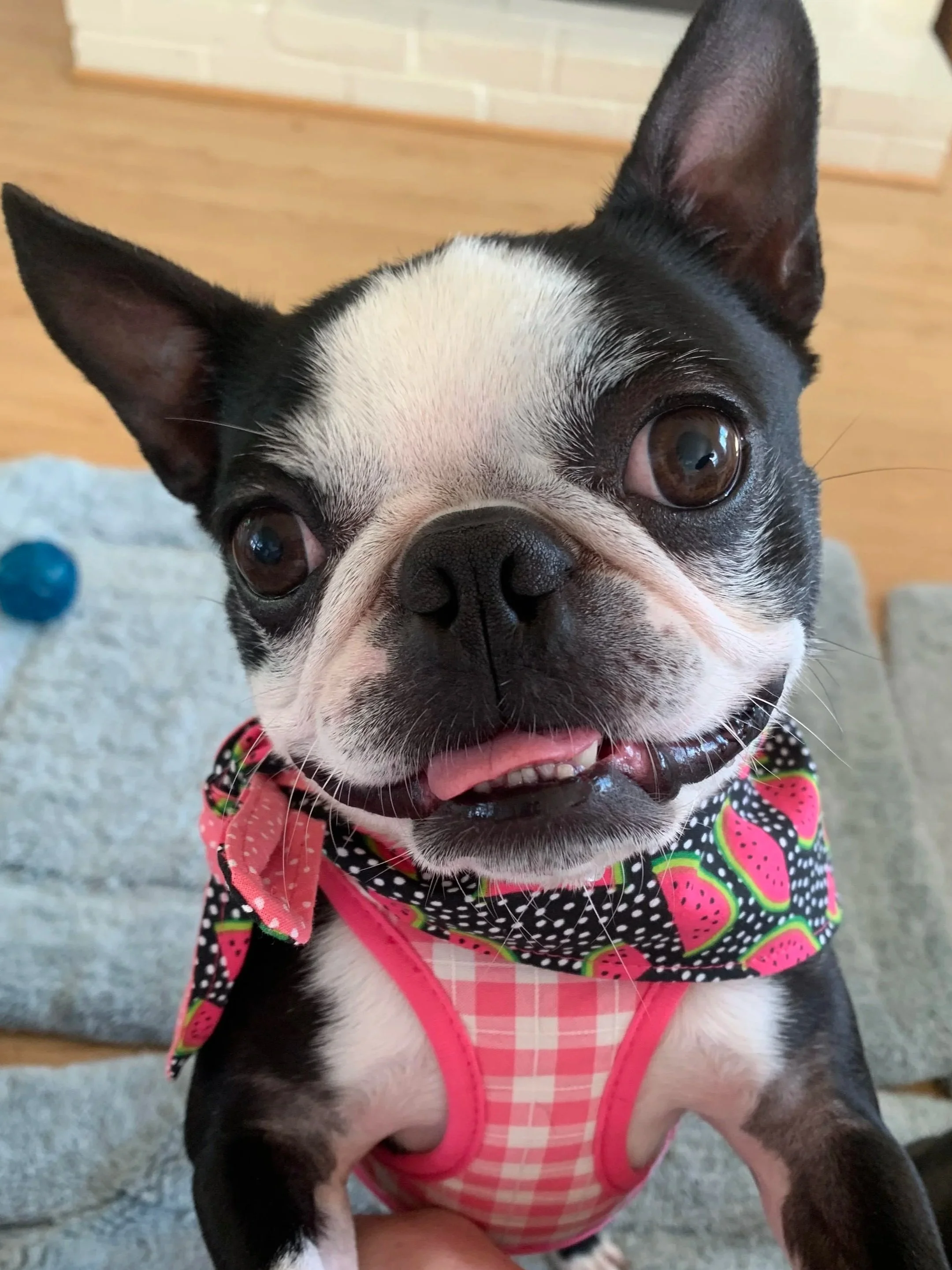 Black and white boston terrier wearing a pink gingham harness and a watermelon bandana