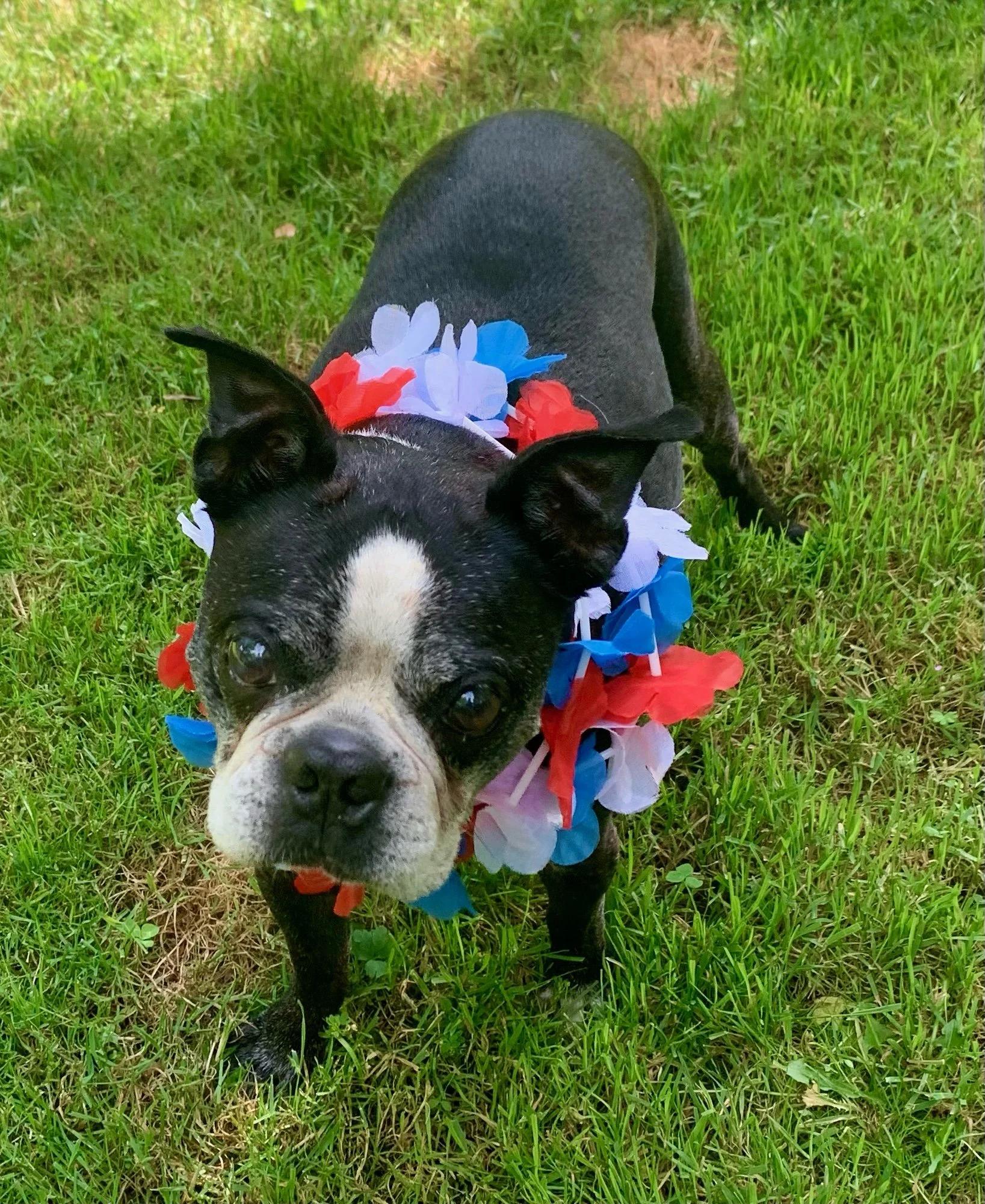 senior boston terrier wearing a red, white, and blue lei
