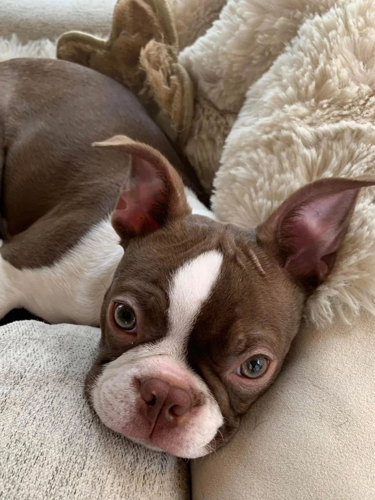 Red and white boston terrier laying on couch