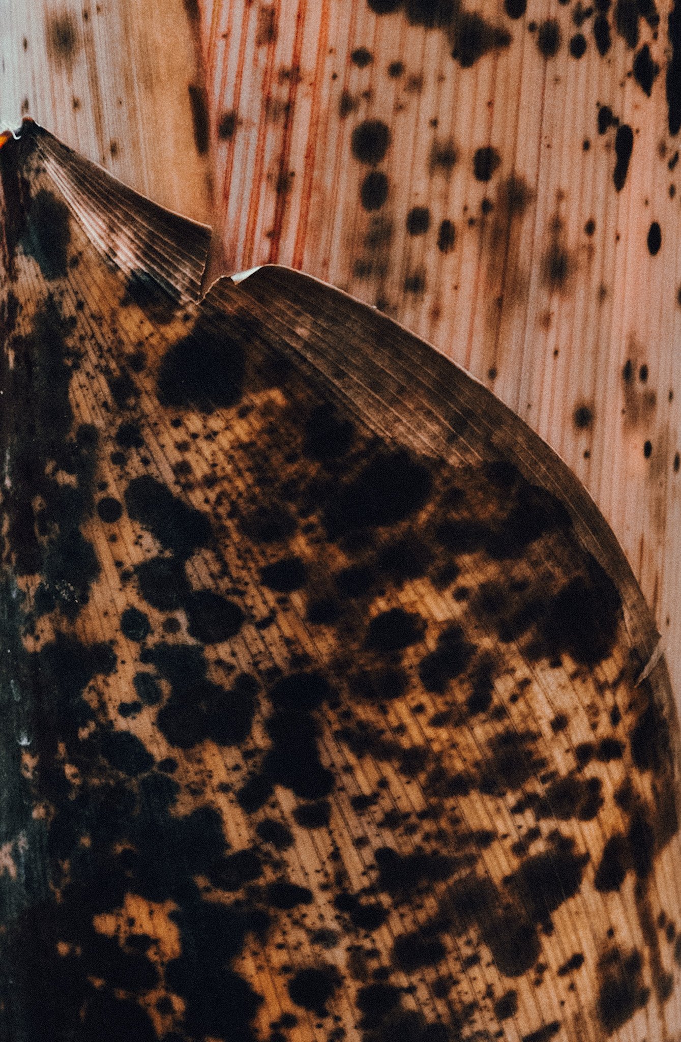 L1050004 2.jpg