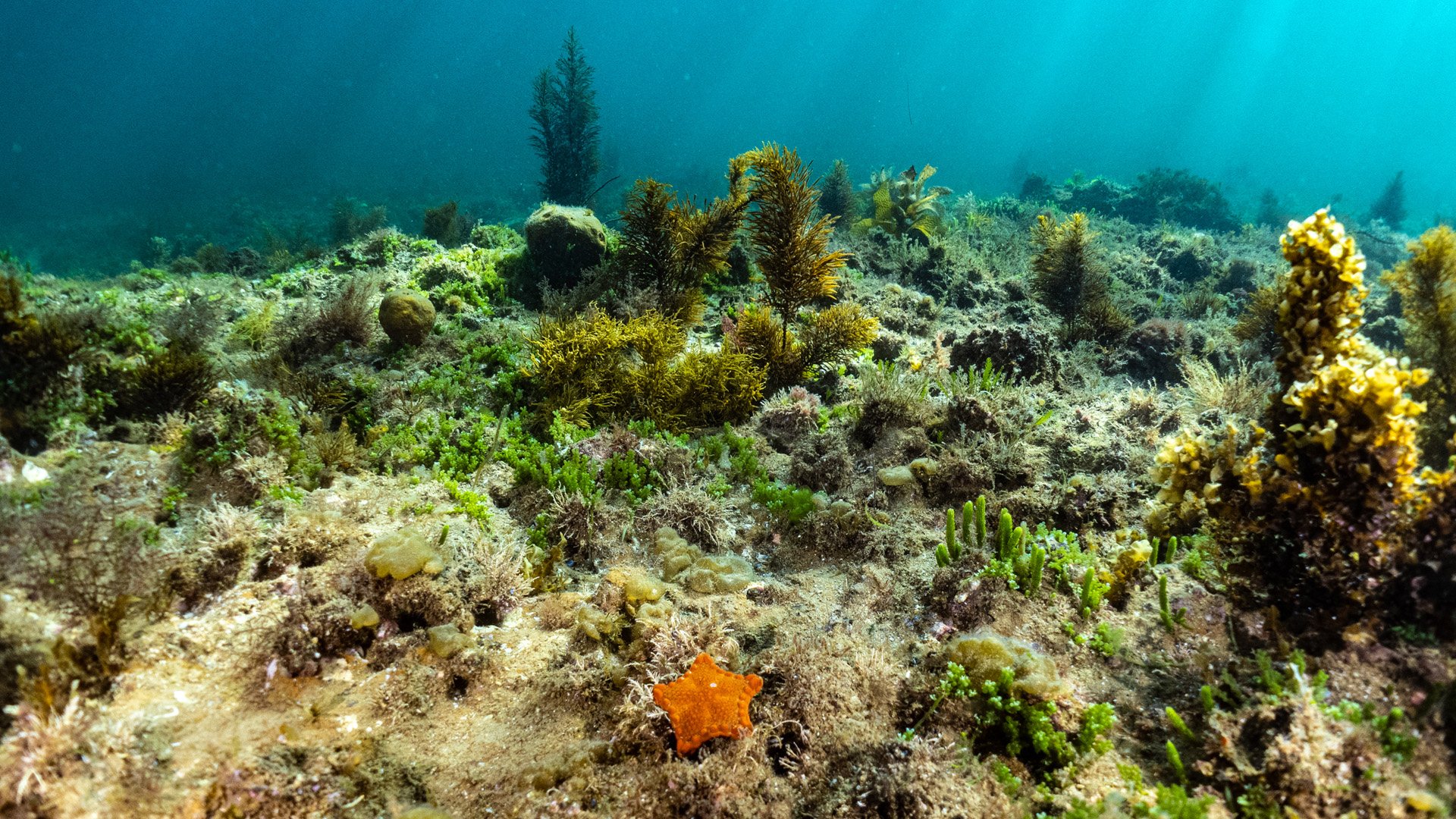 A brief narrated swim through stunning reef just off Black Rock Surf Life Saving Club
