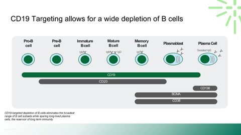 Diagram illustrating CD19-targeted depletion of B cells, showing various stages from Pro-B cell to Plasma Cell with CD19, CD20, and other markers.
