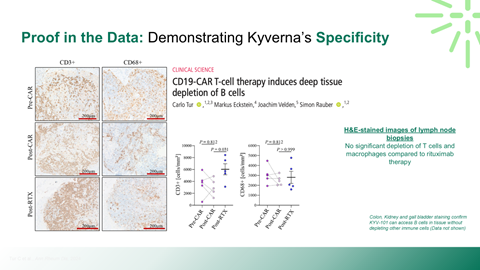 Study slide showing images of lymph node biopsies stained for T cell and macrophage presence, with data graphs comparing different treatments, demonstrating Kyverna's specificity in T cell depletion and its effect on immune cells.