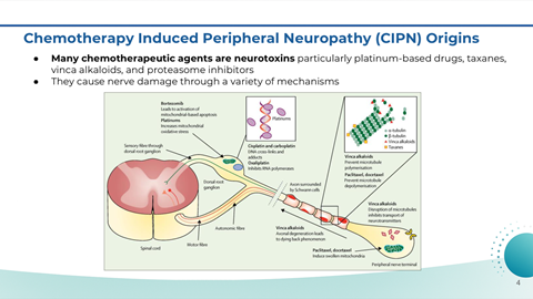 Diagram explaining Chemotherapy Induced Peripheral Neuropathy (CIPN) origins, illustrating nerve fiber damage, nerve signal transmission, and effects of chemotherapeutic agents like platinum-based drugs and taxanes.