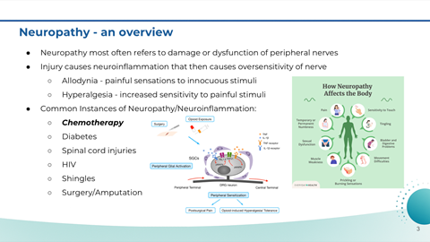 An infographic on how neuropathy affects the body, showing symptoms and common causes, including chemotherapy, diabetes, spinal injuries, HIV, shingles, and surgery. It also explains nerve inflammation and pain signals.