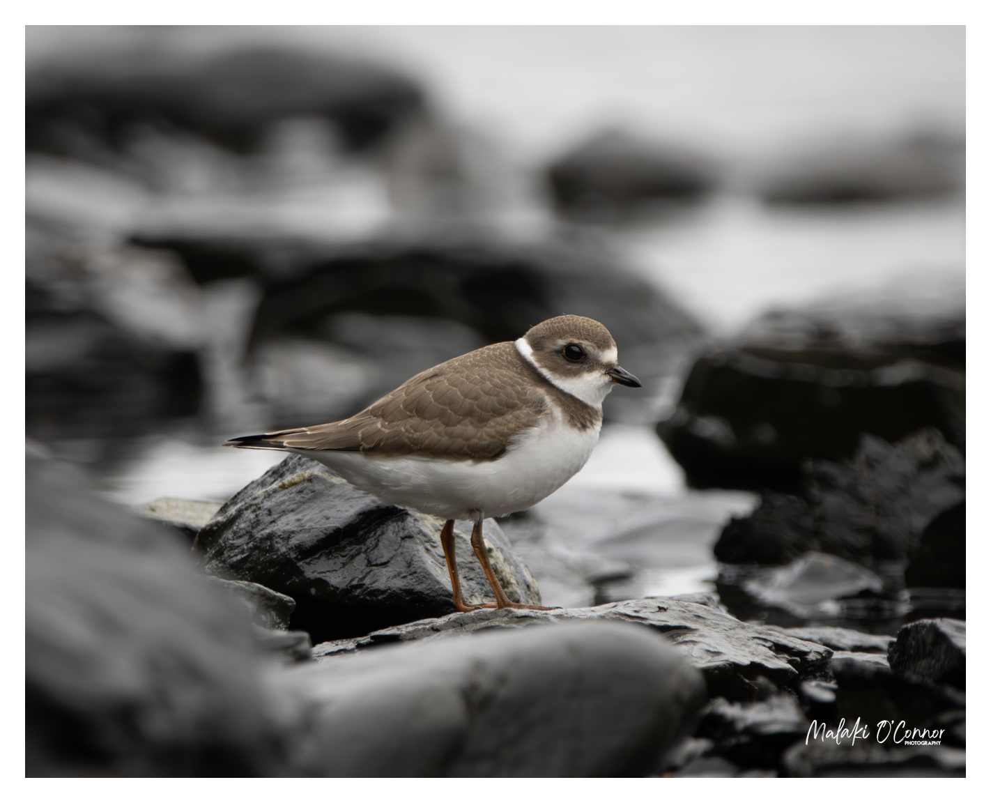 "Edge of the Tide"