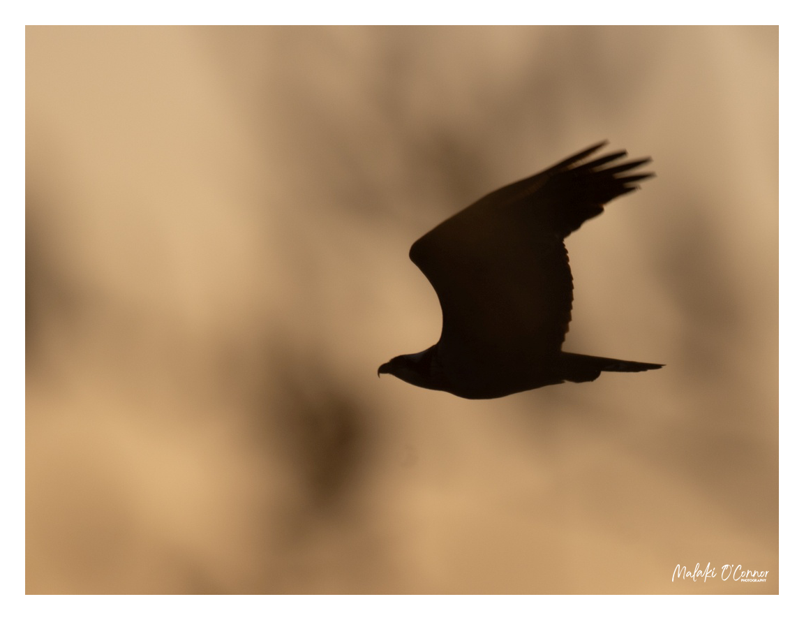 "Echoes of Evening"