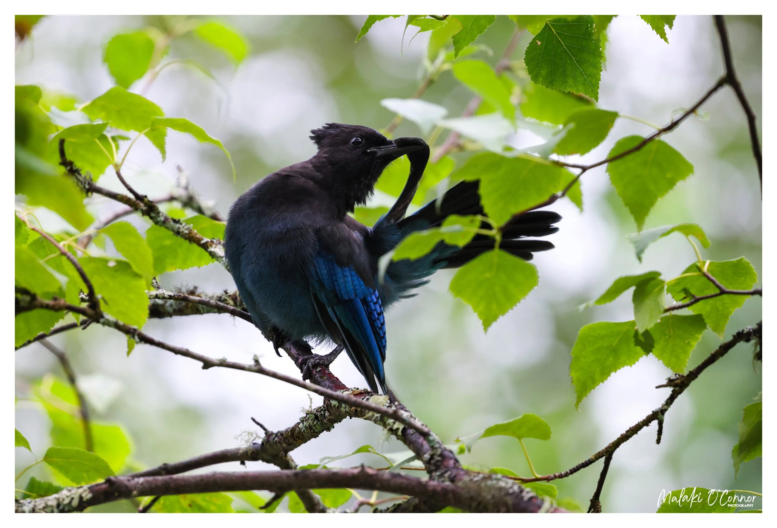 "Tending the Tail"
