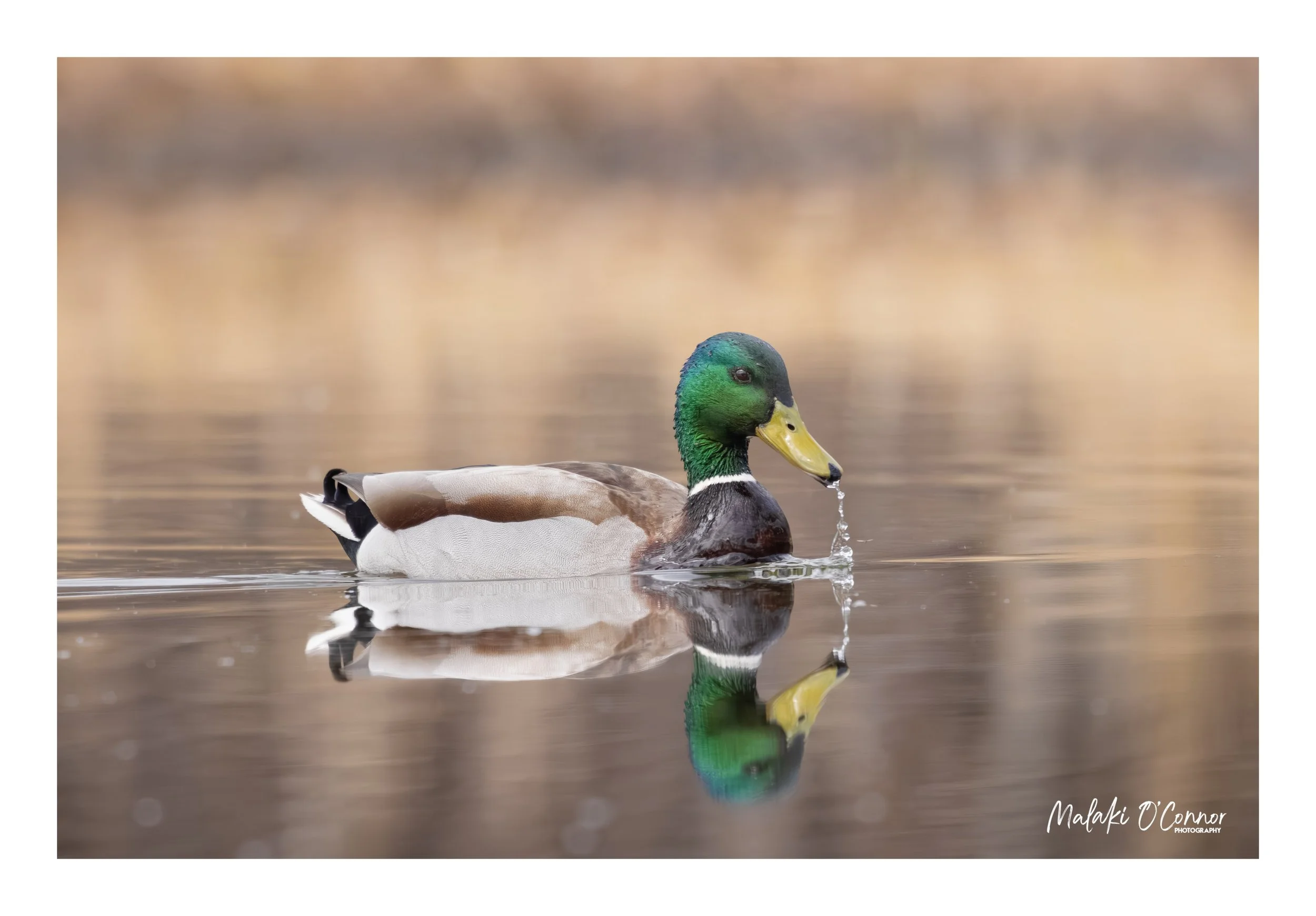 "Mirrored Morning"