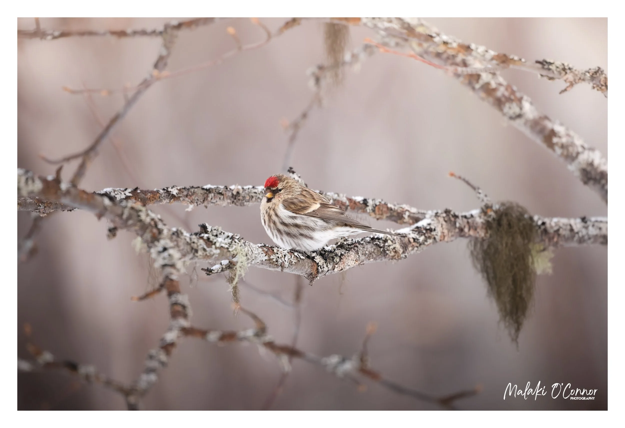 "Amid the Lichen"