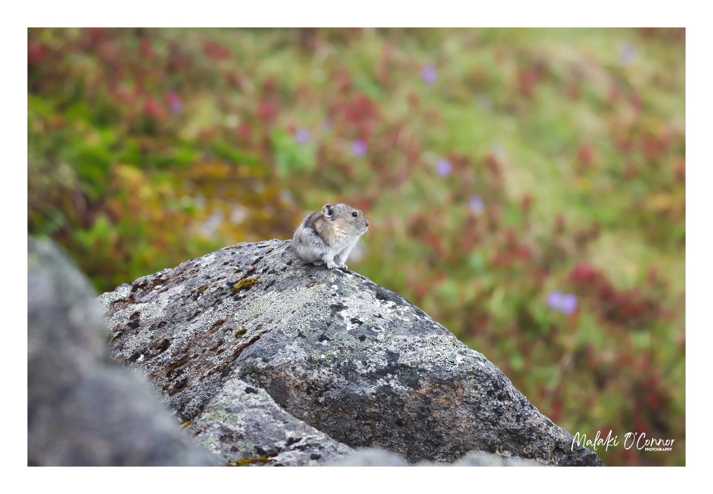 "Pika's Perch"