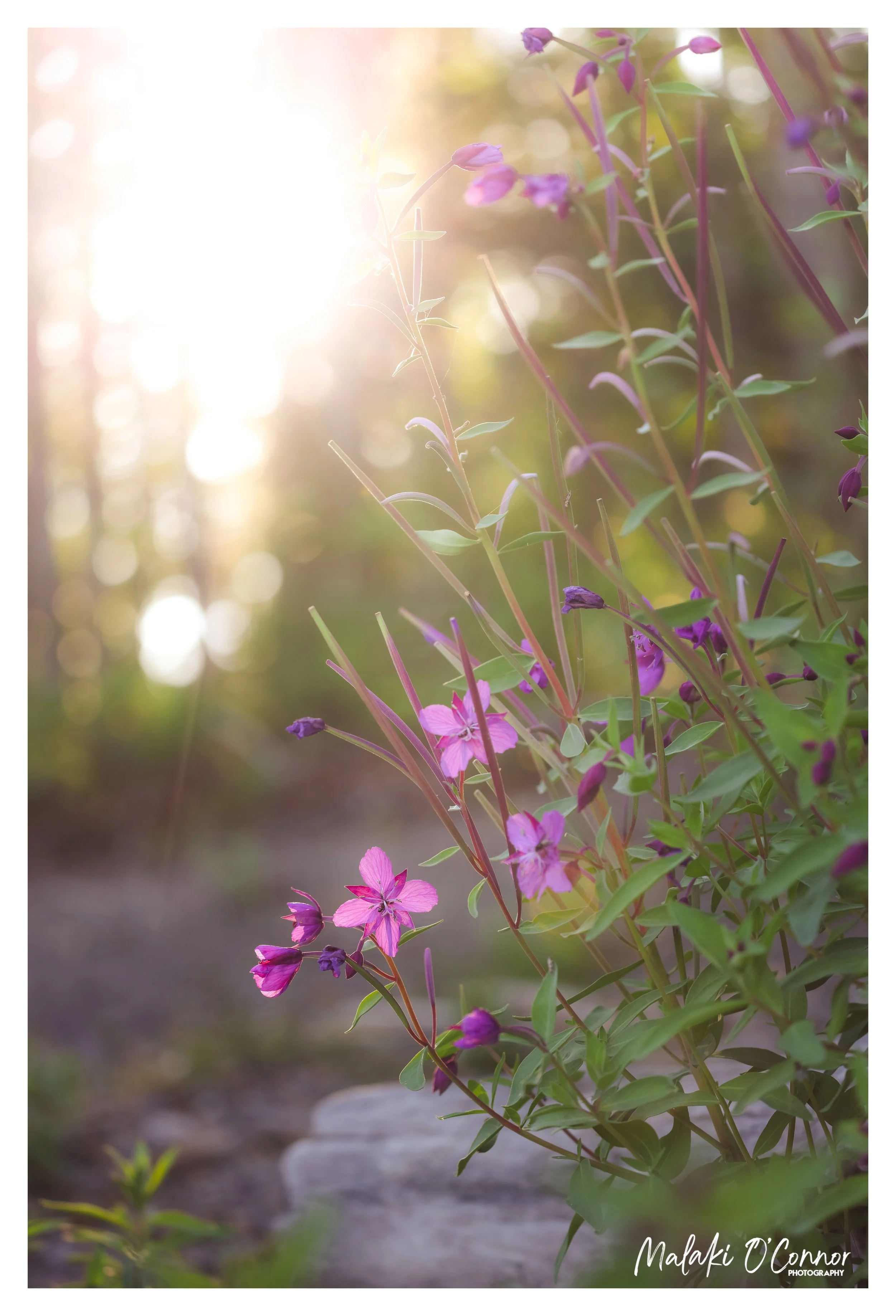 "Eklutna Evening"