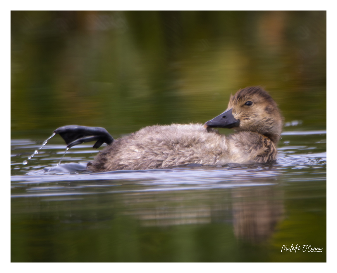"Preening Afloat"