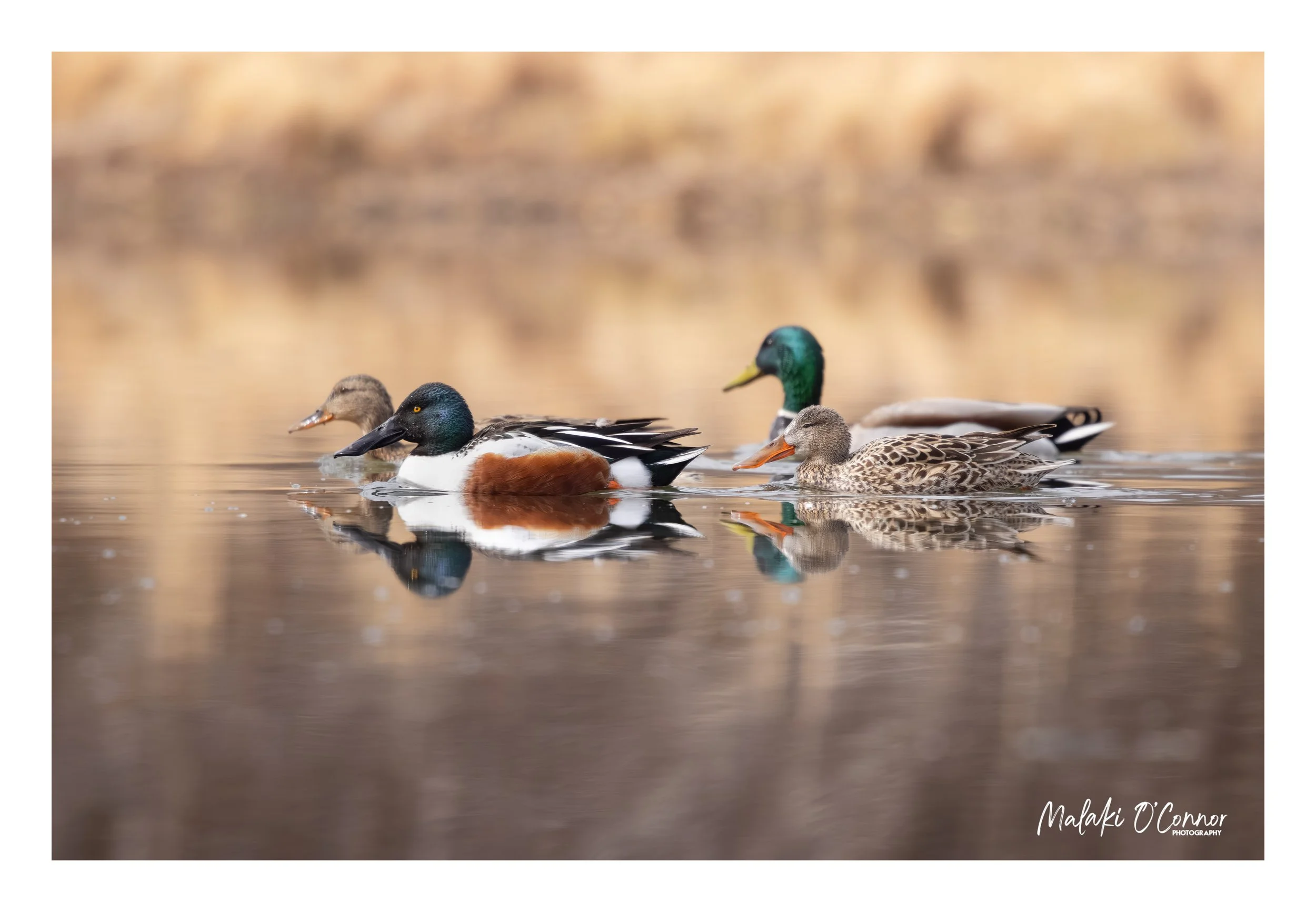"Feathered Reflections"