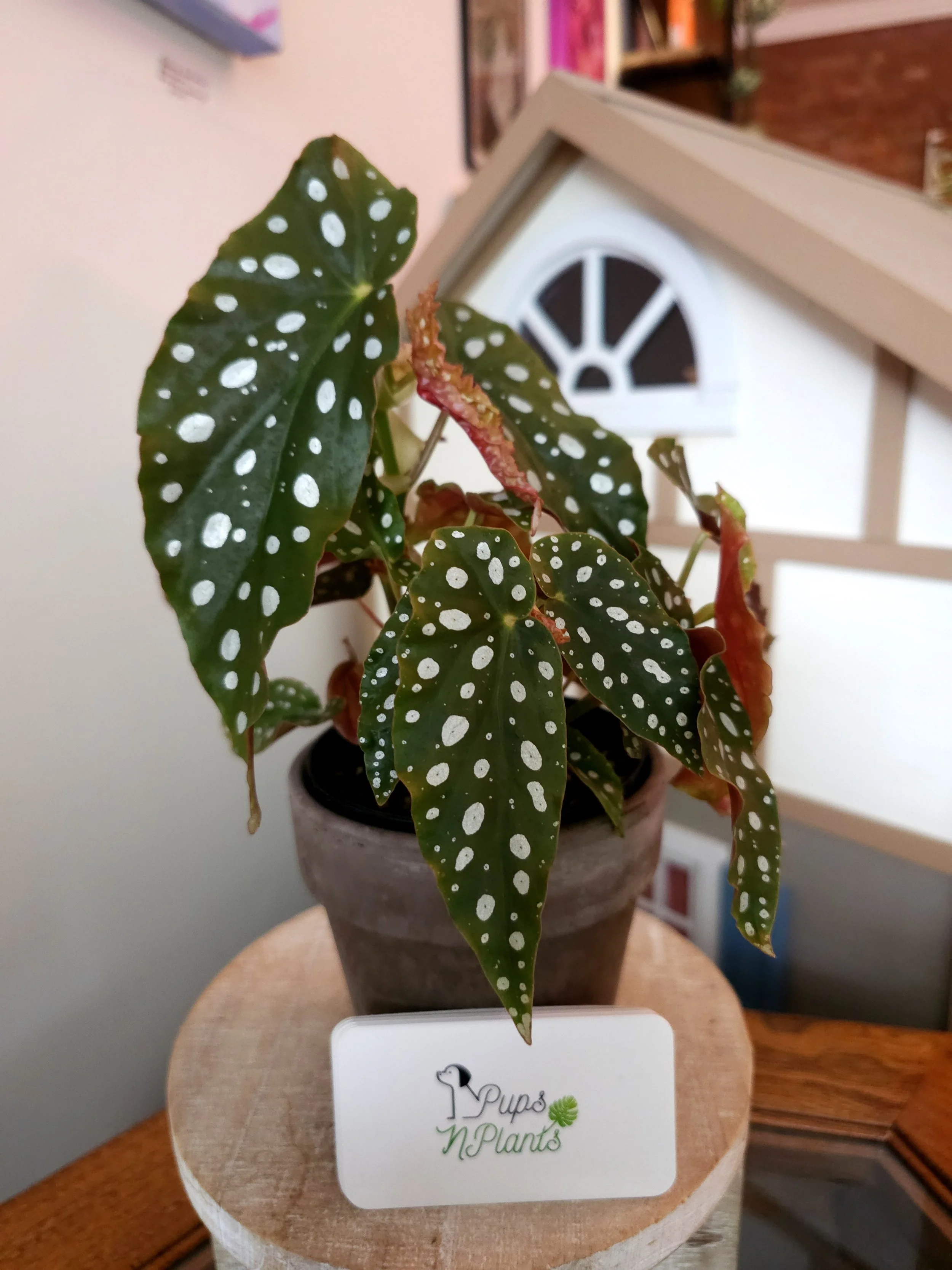 Polka Dot Begonia in Gray Terra Cotta