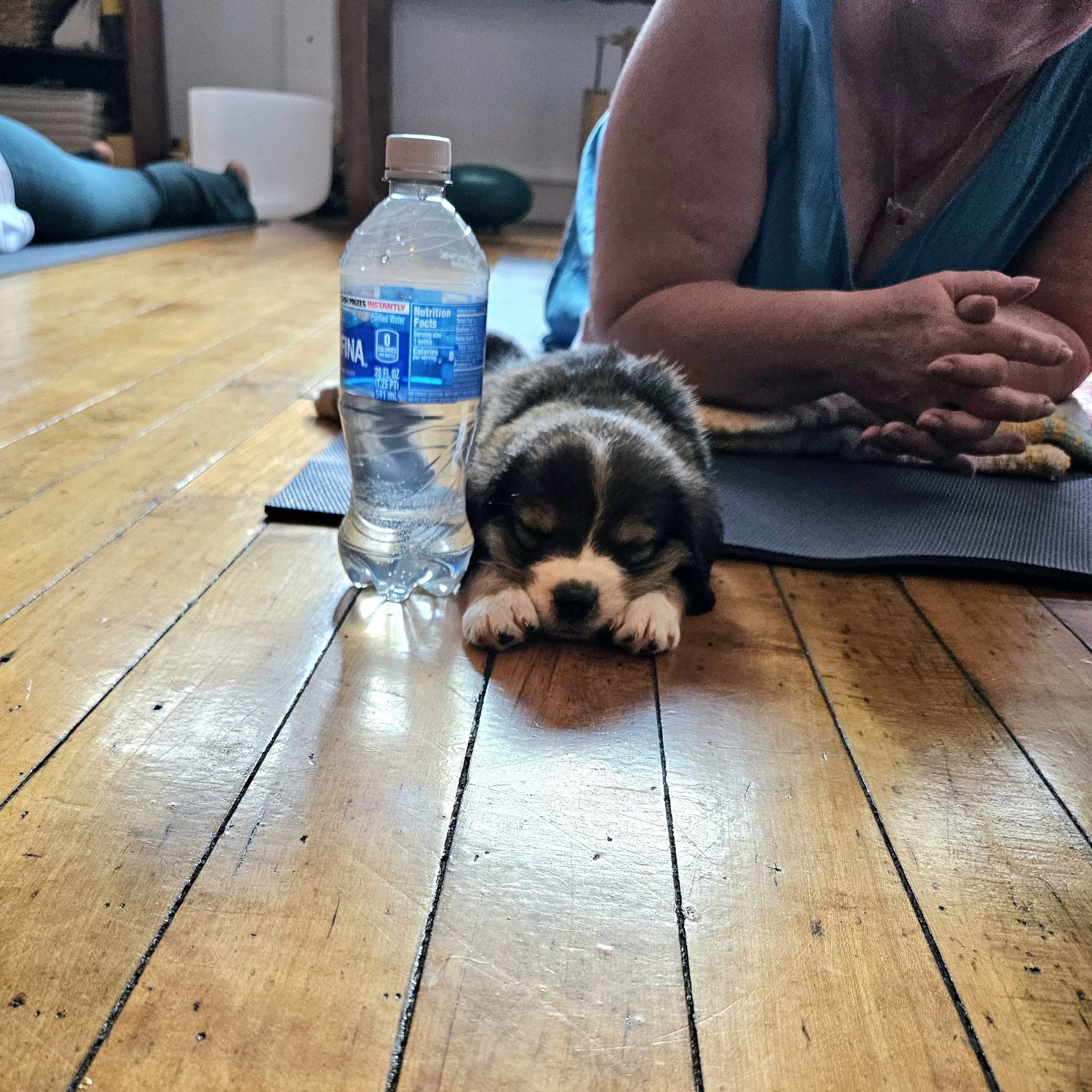 Puppy Yoga Adoption Day!!