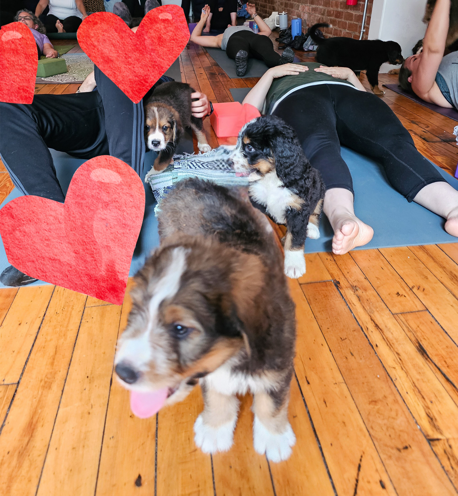 Puppies &amp; Yoga!! 