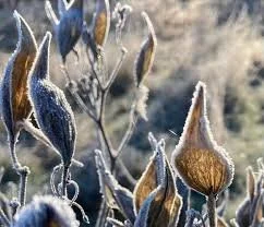 Plant Spirit Connection: Winter Edition (Studio) with Heidi