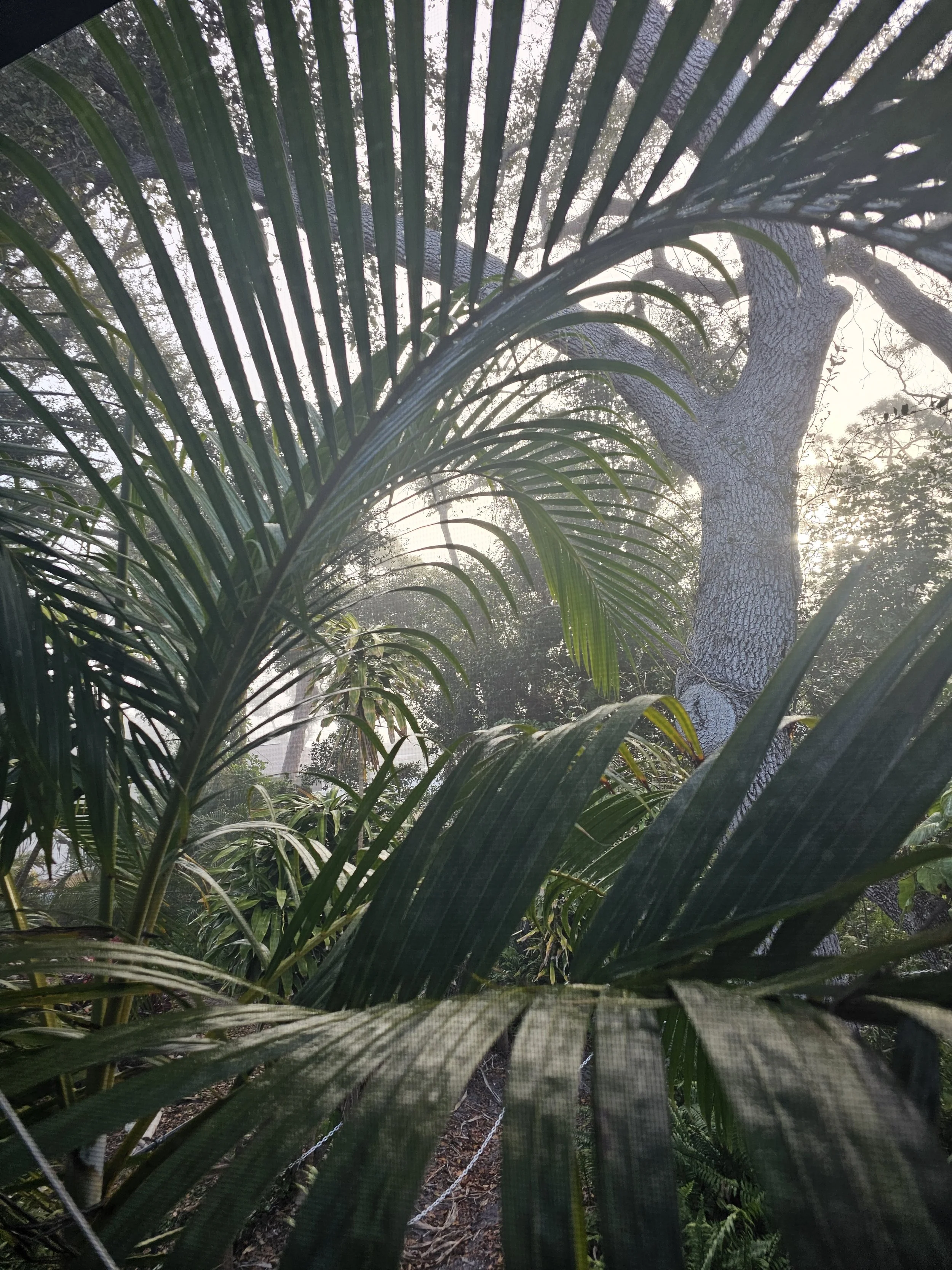 Tropical forest bathing.