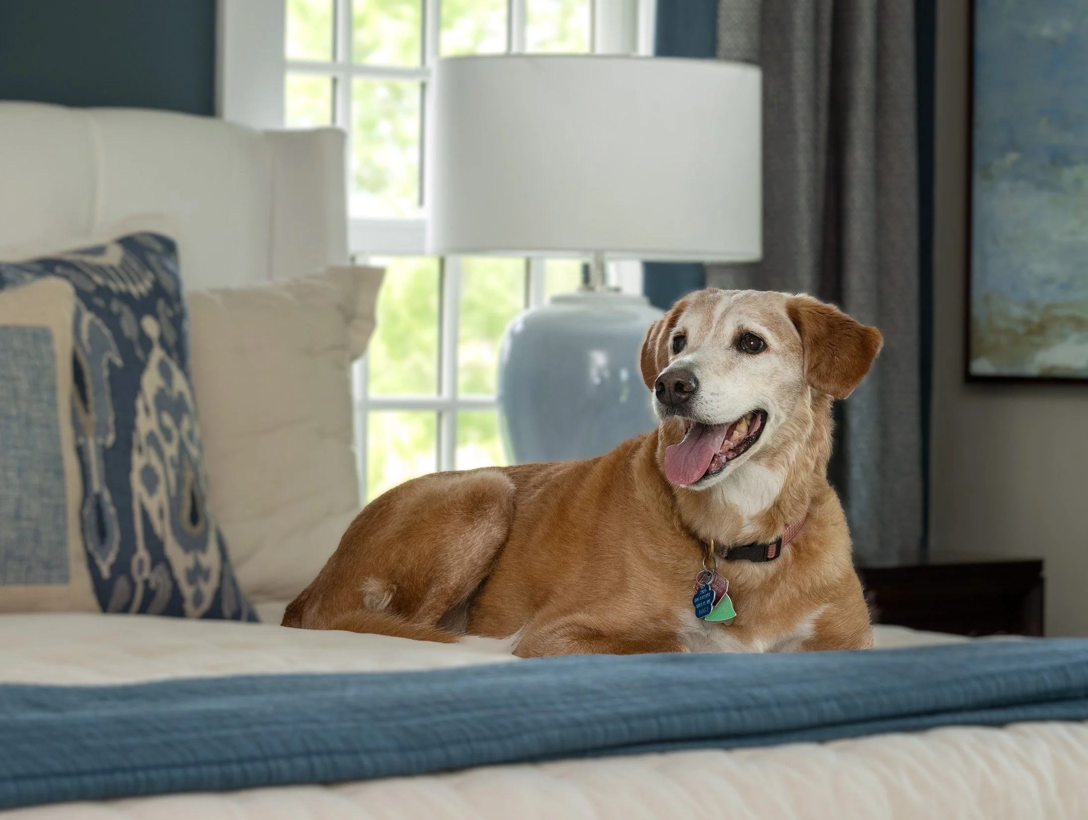 Our client's beautiful dog.