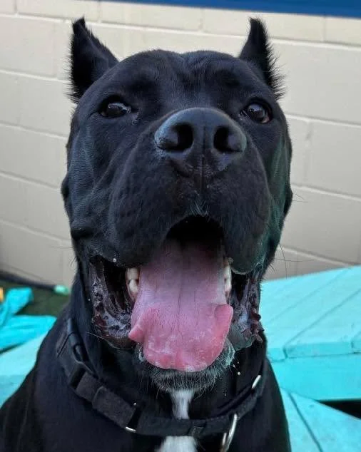 COURTESY POST
San Antonio, TX
King is a 15 month old neutered 103lb Cane Corso looking for a new home. He’s a social pup and regular and loved member of a few doggie daycares in the area. King has some toy and prey drive but may be a better fi