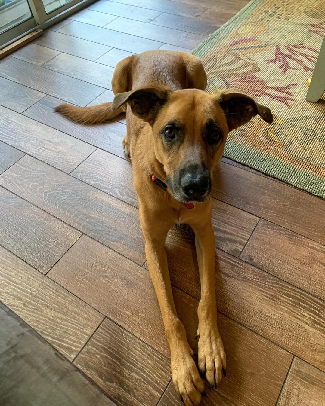 COURTESY POST
Jacksonville, FL
Zoe is a 3yr old 56lb shepherd mix looking for a new home in Jacksonville FL. Zoe is good with other dogs, kids, and even lives with a cat. She’s food and toy motivated for training. Zoe shows decent toy drive in