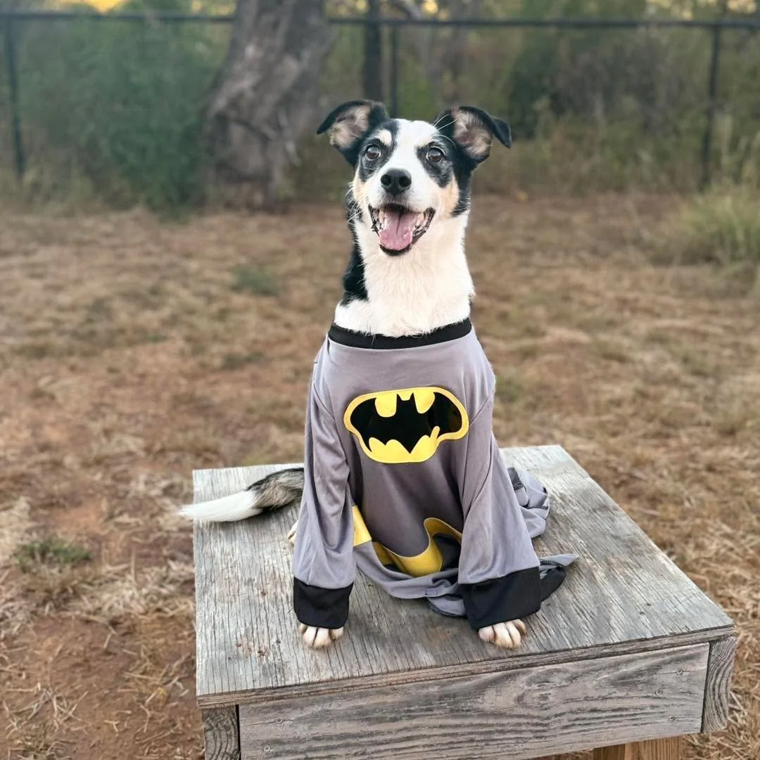 Pixel is ready for Halloween! He wants you to know if you adopt him he will be happy to wear matching costumes. 
#adoptadog #halloween #workingdogwashout