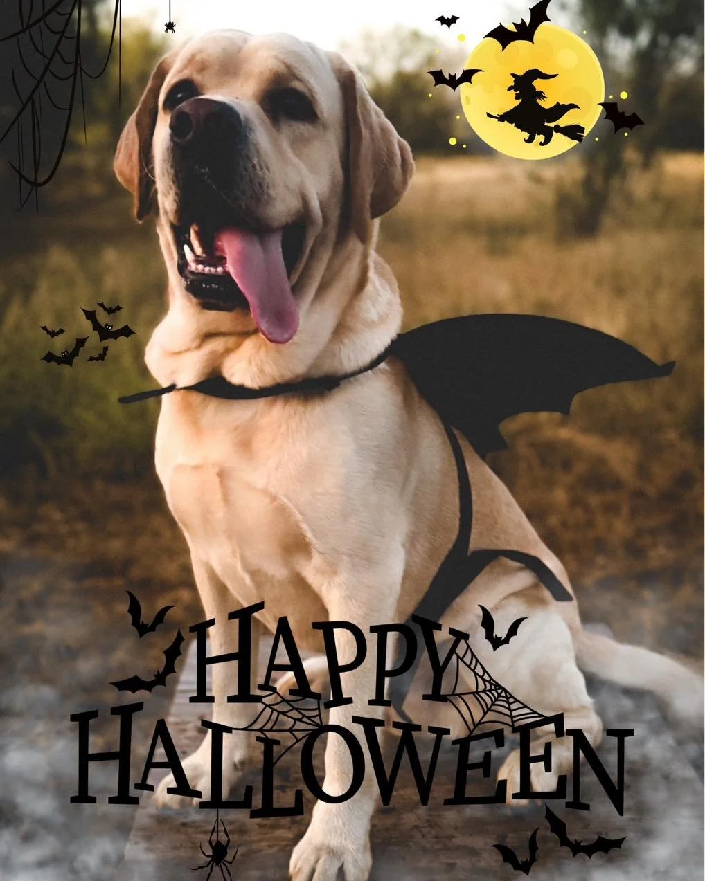 Happy Halloween! Have a spooky night!