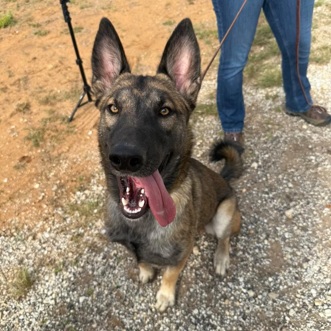 COURTESY POST
Austin German Shepherd Rescue

Rico is a 9-10 month old neutered large (80lbs) male Malinois mix looking for home. Rico&rsquo;s fosters brought him down for an evaluation this weekend. Rico does not have the toy drive we look for in pot