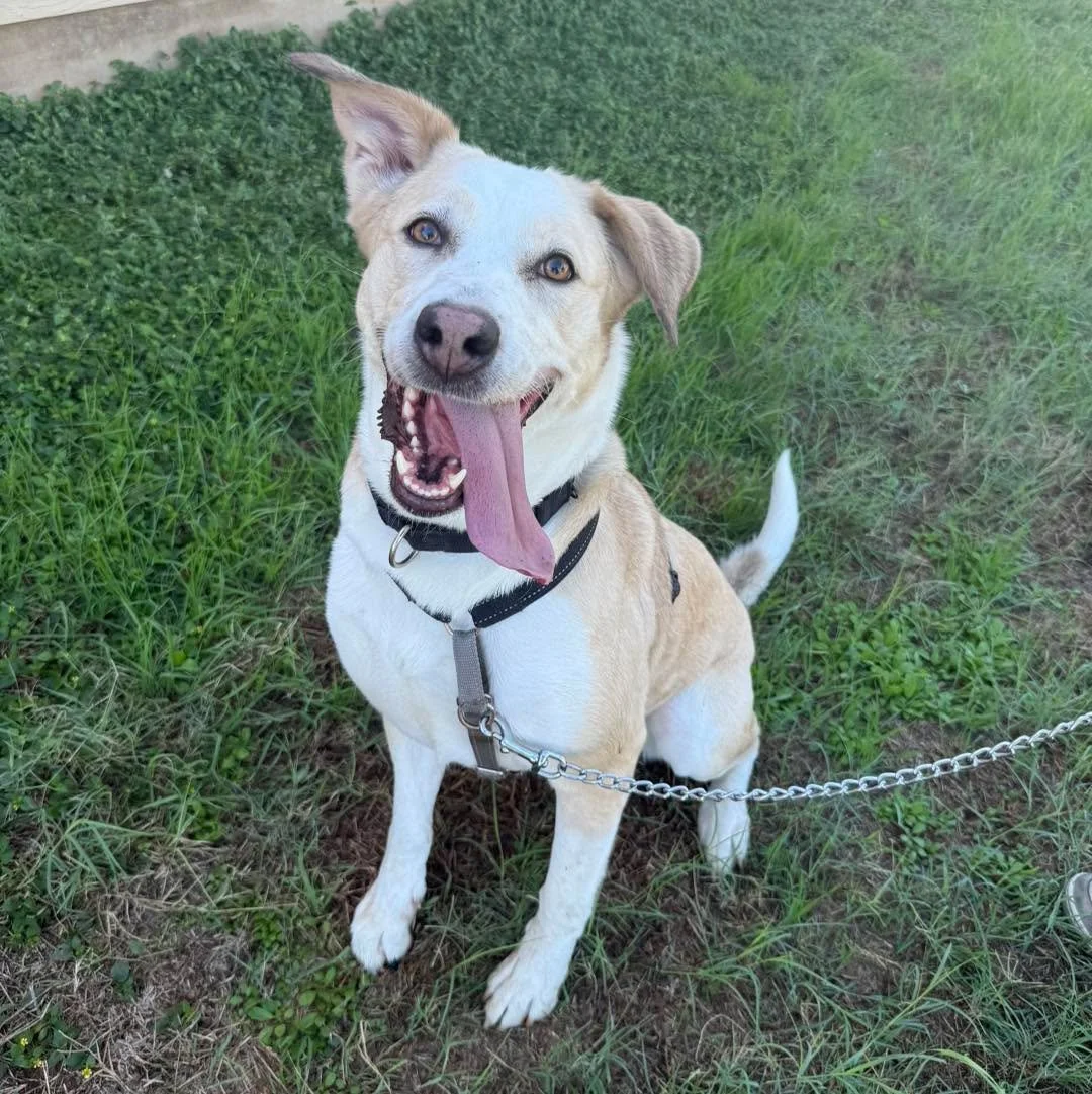 COURTESY POST
Dripping Springs, TX

Journey is a ~2.5yr old female mixed breed that has been in training for service dog work but is looking for a career change. This girl is confident, social, and very high drive when it comes to toys. Journey loves