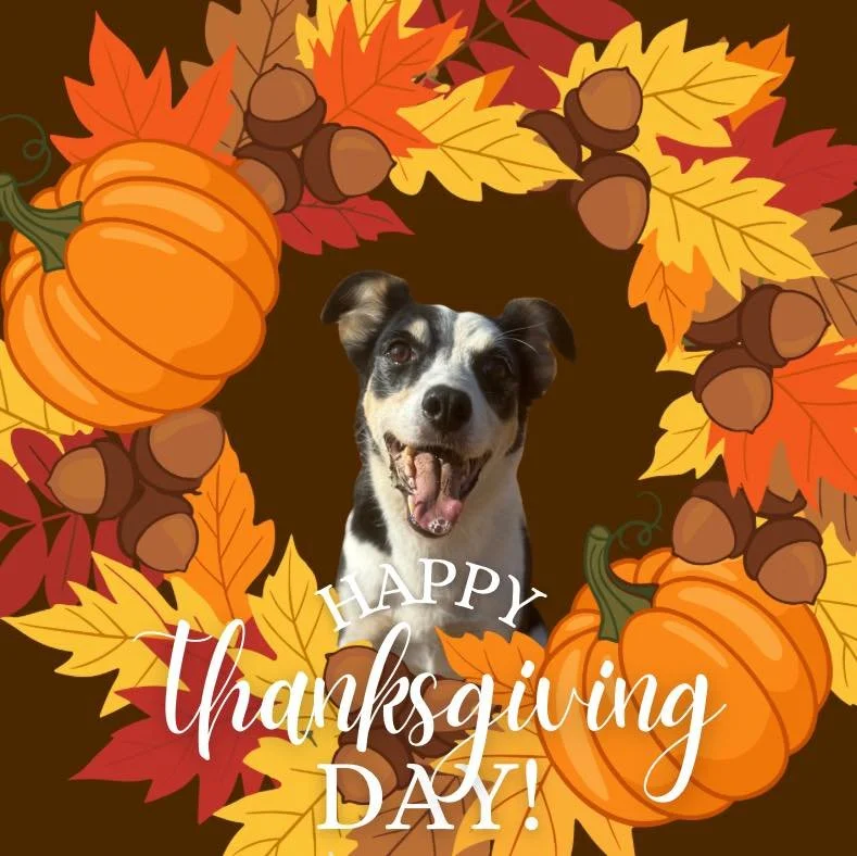 Happy Thanksgiving from Pixel and the rest of the Category 5 K9 team!