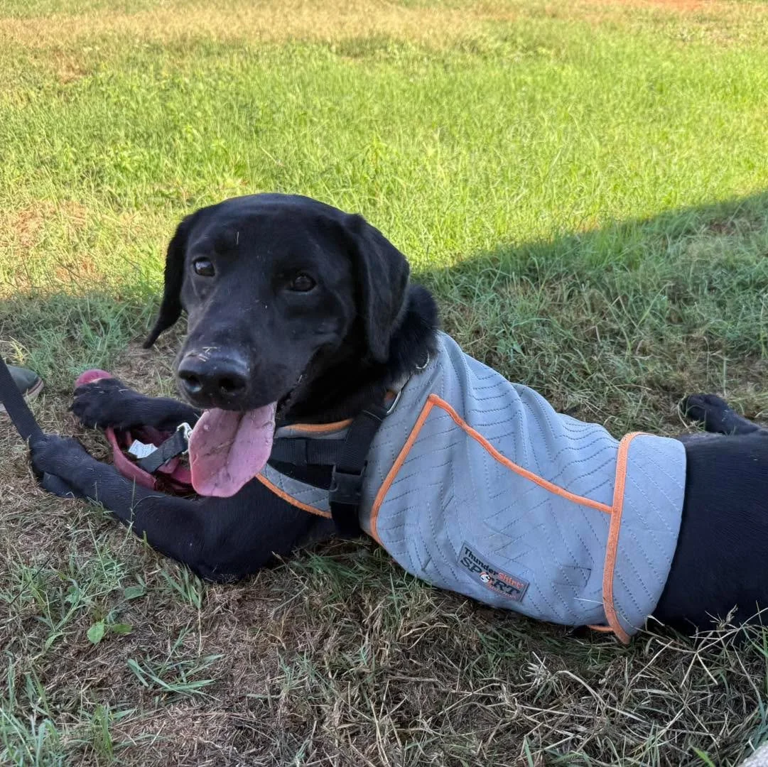COURTESY POST
Dripping Springs, TX

Royal is a 3yr old handsome labrador retriever looking for a career change. Royal previously was a narcotics dog but due to unfortunate circumstances he found himself in Sugarland Animal Shelter where Service Dog I