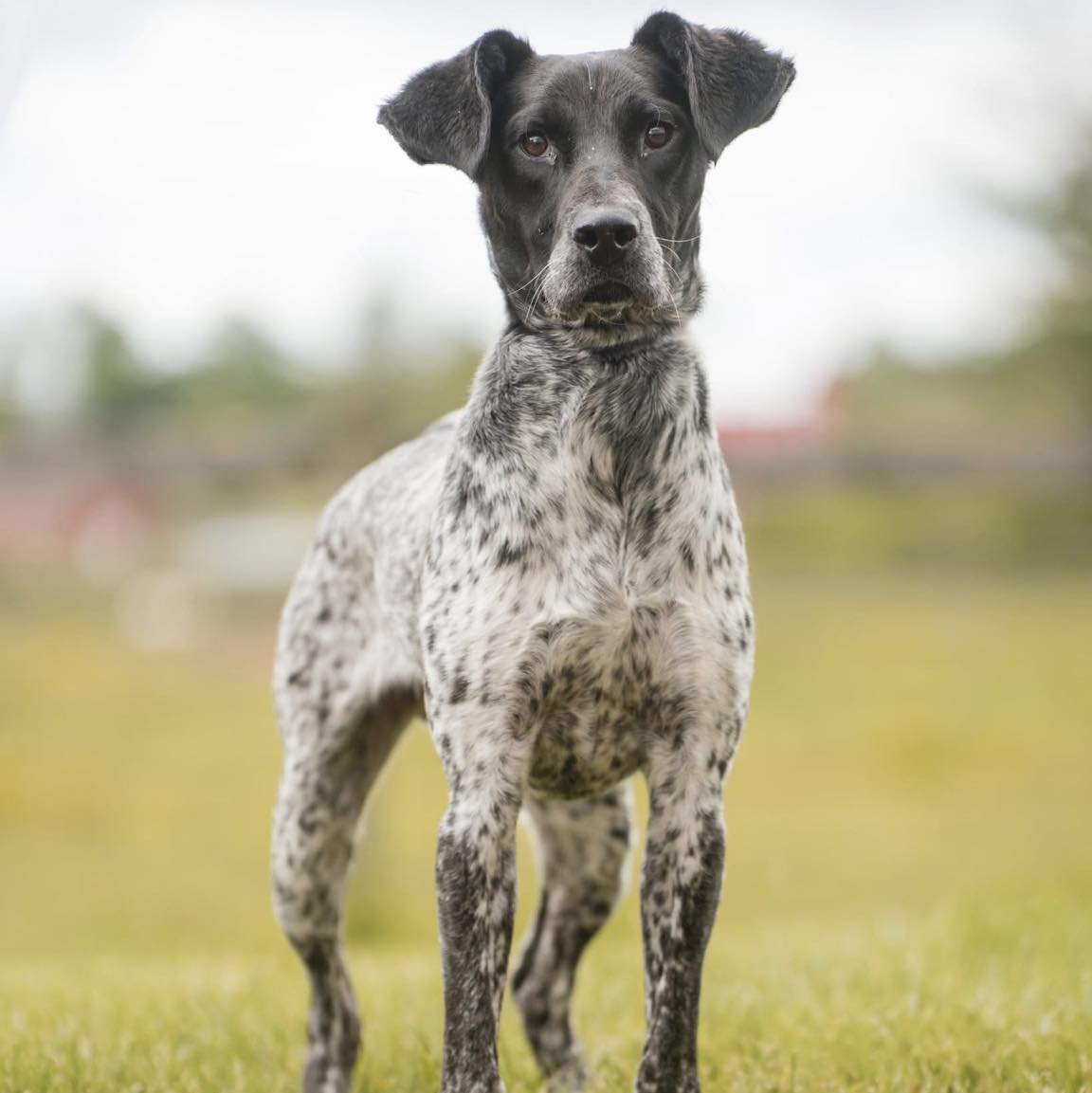 COURTESY POST
Quakertown, PA

Mauser is a 2yr old neutered male 39lb pointer mix that loves toys and shows good potential for dog sports or potentially detection work. Unfortunately Mauser has started to develop some stranger danger based reactivity 