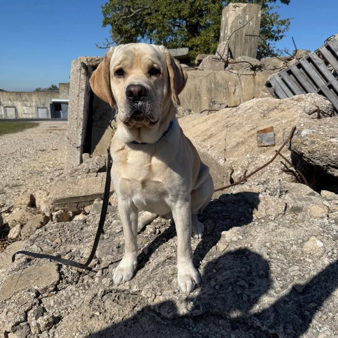 Exciting news for Rocky! He passed screening this weekend for Texas A&amp;M Task Force 1 and will be starting training for USAR. Congratulations Rocky!