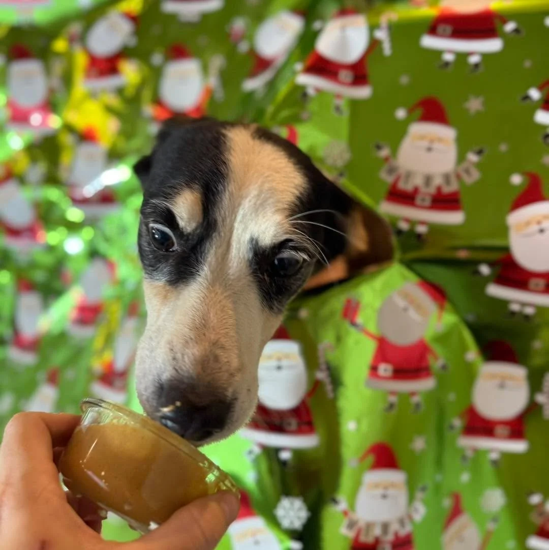 Merry Christmas! May the day bring you as much joy as peanut butter brings Pixel.