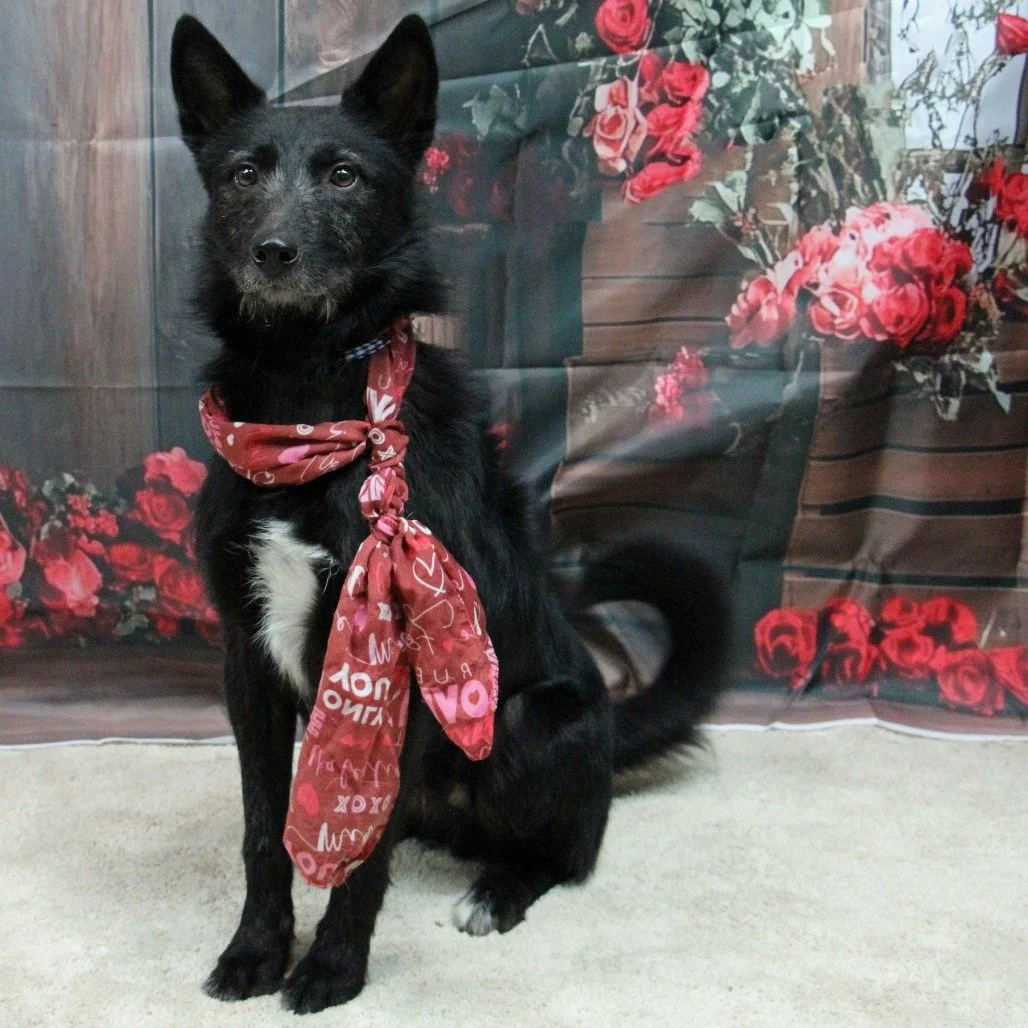 COURTESY POST!!
Humane Society of Young County
Graham, TX 

Taz is a 2.5 year old, 45 lb mix who came to the Humane Society of Young County in Graham, TX as a stray.  He goes out into the shelter play yard with a variety of dogs (male, female, intact