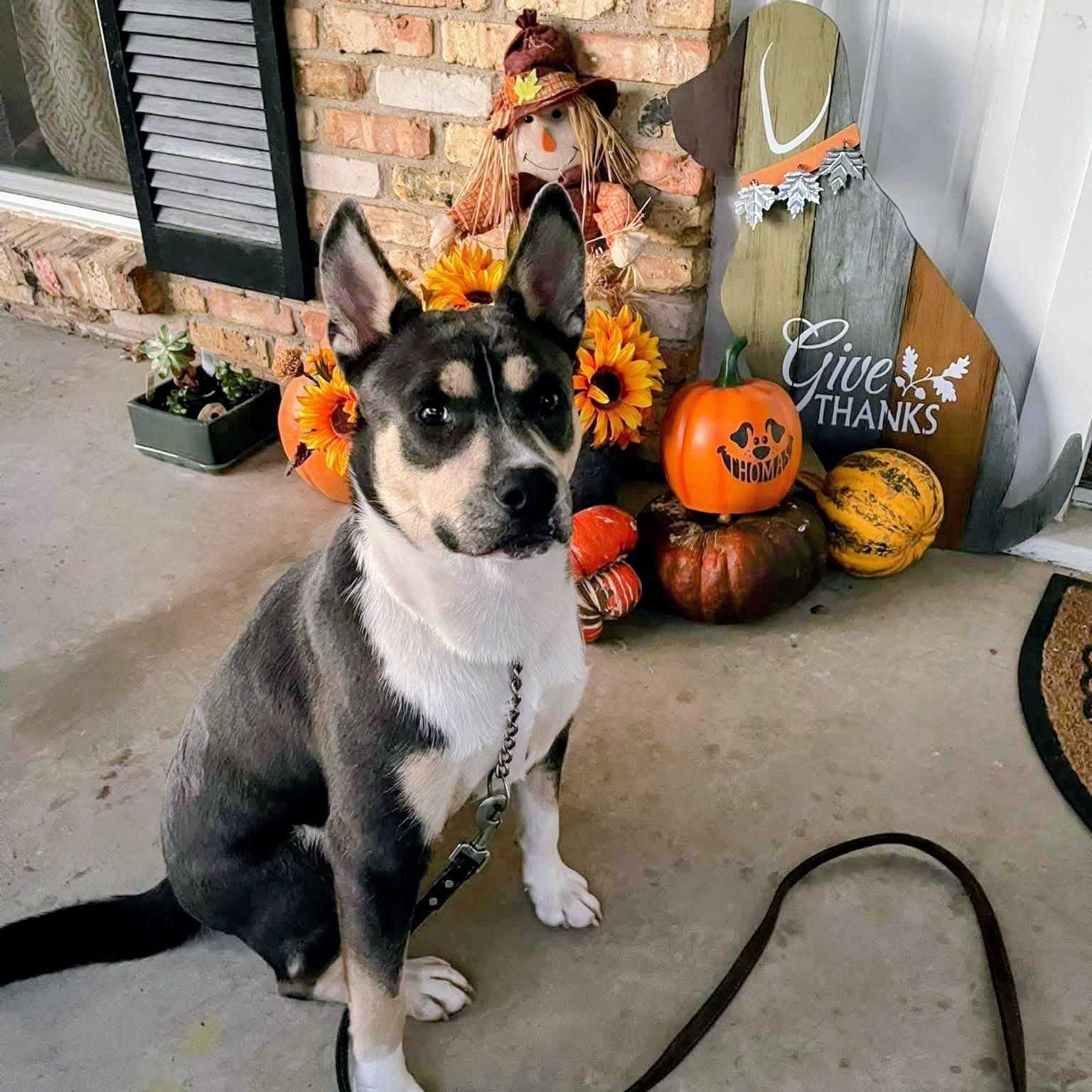 Buster is a one year old neutered male mix breed. Buster is being fostered currently in Ennis, TX. He is sweet, driven and focused. He is dog and cat friendly but is overly interested in cats yet shows no signs of aggression. Buster has been through 