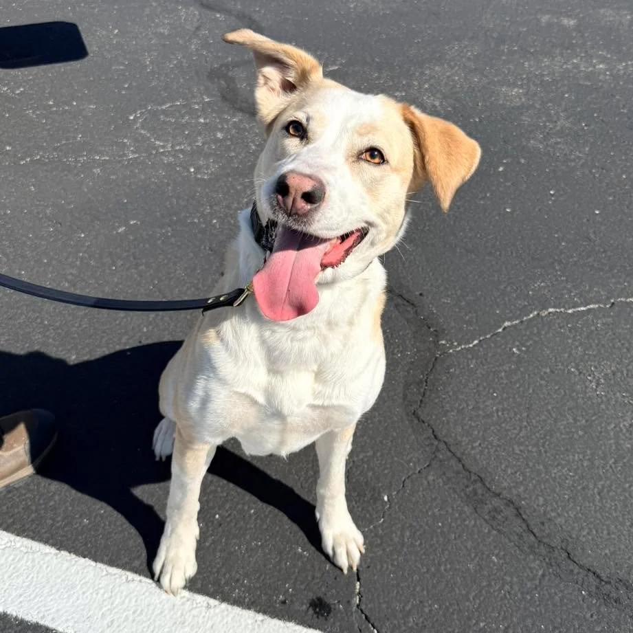 Give a warm welcome to our newest Shelter to Search pup Journey! Journey has been in training with Service Dogs, Inc. but their amazing trainers realized that service work isn&rsquo;t the best fit for this high drive pup. She will be under evaluation