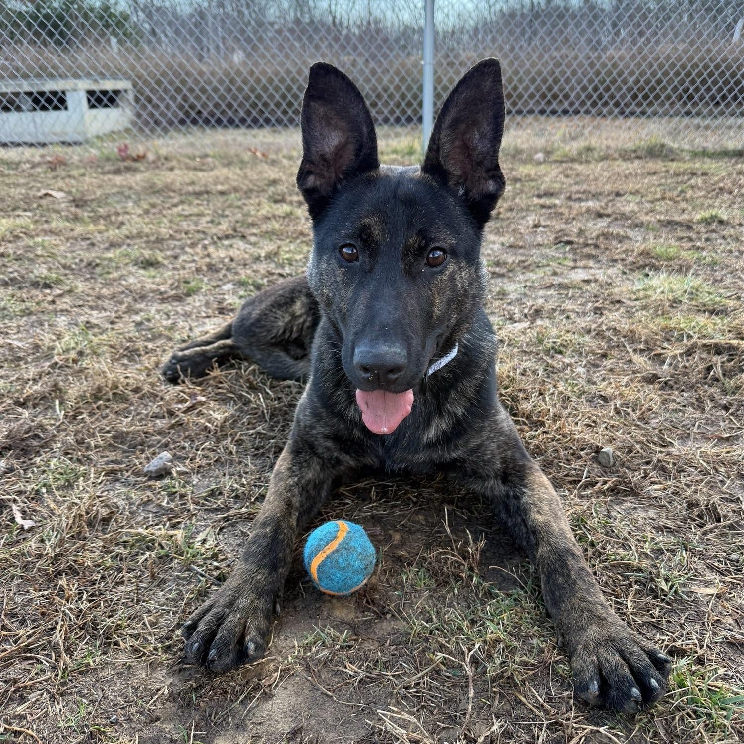 COURTESY POST!!
Prince William County Animal Services
Manassas, VA

Look at this handsome boy!! Dino, a Dutch Shepherd mix, is estimated to be just under a year old, fully vaccinated and neutered. Dino is struggling with being in a shelter environmen