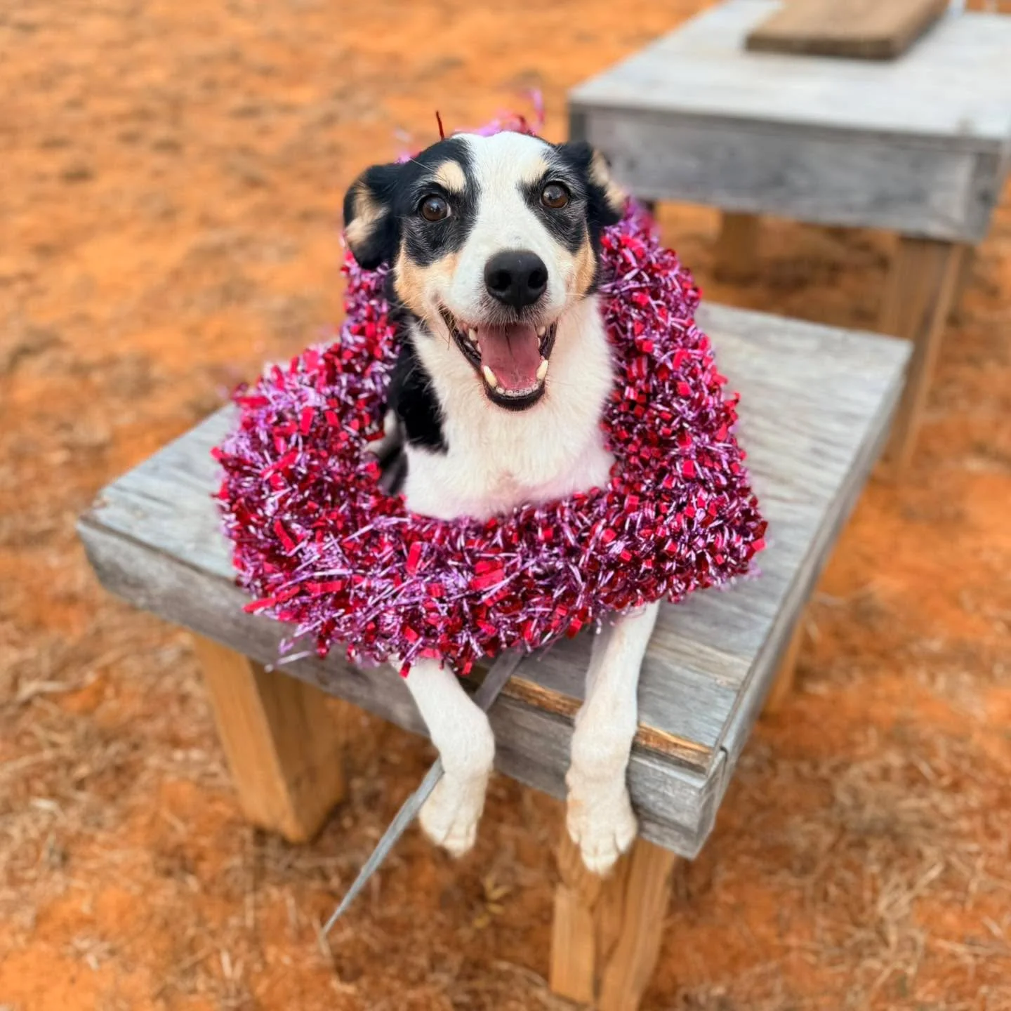 Can Pixel be your Valentine?

This handsome boy was medically washed from our Shelter to Search program last year and has been looking for his forever home ever since. He would love nothing more than to be your valentine. Pixel is a ~3yr old neutered